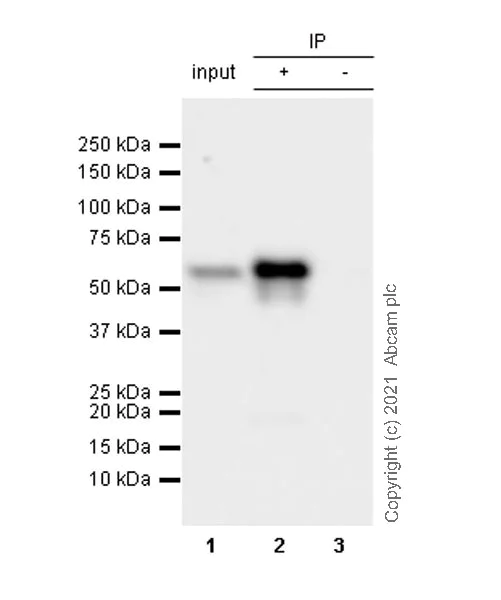 Immunoprecipitation - Anti-ROR gamma antibody [Q31-378] - BSA and Azide free (AB289562)