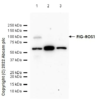 Western blot - Anti-ROS1 antibody [EPMGHR2] (AB189925)