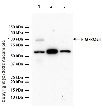 Western blot - Anti-ROS1 antibody [EPMGHR2] - BSA and Azide free (AB238986)