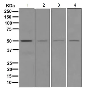 Western blot - Anti-ROX antibody [EPR11721] (AB173573)