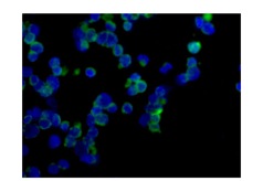 Immunocytochemistry/ Immunofluorescence - Anti-RP105 antibody [EPR14720] (AB184956), expandable thumbnail