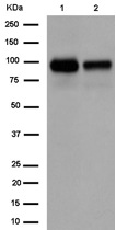 Western blot - Anti-RP105 antibody [EPR14720] (AB184956), expandable thumbnail