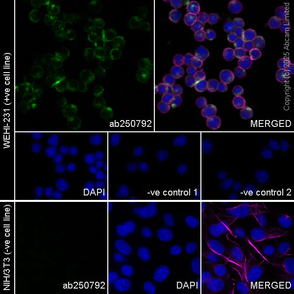 Immunocytochemistry/ Immunofluorescence - Anti-RP105 antibody [EPR14720] - BSA and Azide free (AB250792)