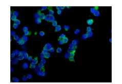 Immunocytochemistry/ Immunofluorescence - Anti-RP105 antibody [EPR14720] - BSA and Azide free (AB250792)