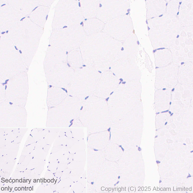 Immunohistochemistry (Formalin/PFA-fixed paraffin-embedded sections) - Anti-RP105 antibody [EPR14720] - BSA and Azide free (AB250792)