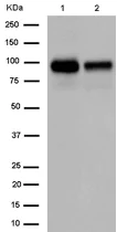 Western blot - Anti-RP105 antibody [EPR14720] - BSA and Azide free (AB250792)