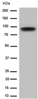 Western blot - Anti-RP105 antibody [EPR14720] - BSA and Azide free (AB250792)