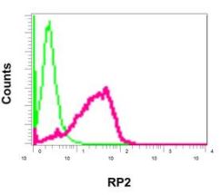 Flow Cytometry (Intracellular) - Anti-RP2 antibody [EPR11362] - BSA and Azide free (AB249828), expandable thumbnail