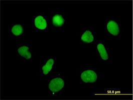 Immunocytochemistry/ Immunofluorescence - Anti-RPA14/RPA3 antibody (AB167593)