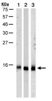 Western blot - Anti-RPA14/RPA3 antibody (AB97436)