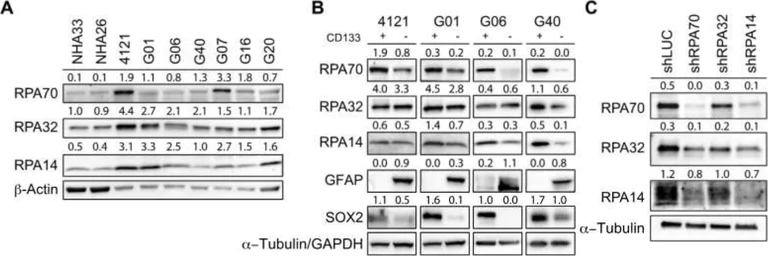 Western blot - Anti-RPA14/RPA3 antibody (AB97436)