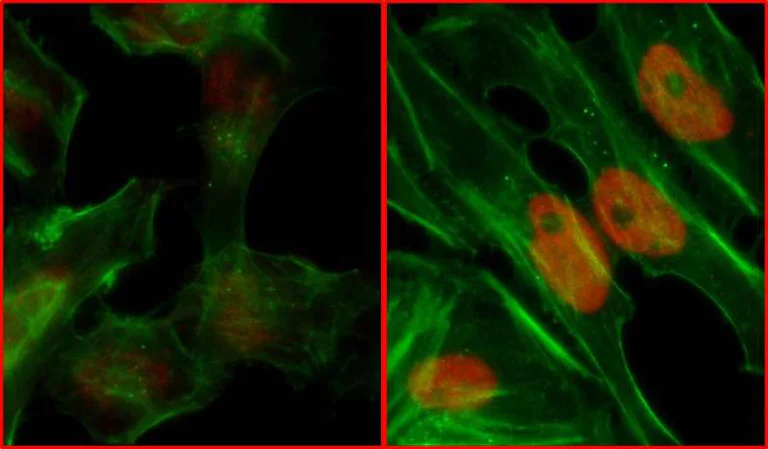 Immunocytochemistry/ Immunofluorescence - Anti-Rpa2 (phospho S4 + S8) antibody (AB264116)