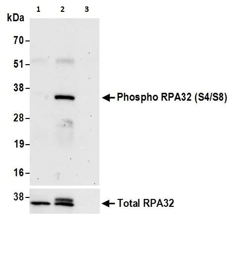 Immunoprecipitation - Anti-Rpa2 (phospho S4 + S8) antibody (AB264116)