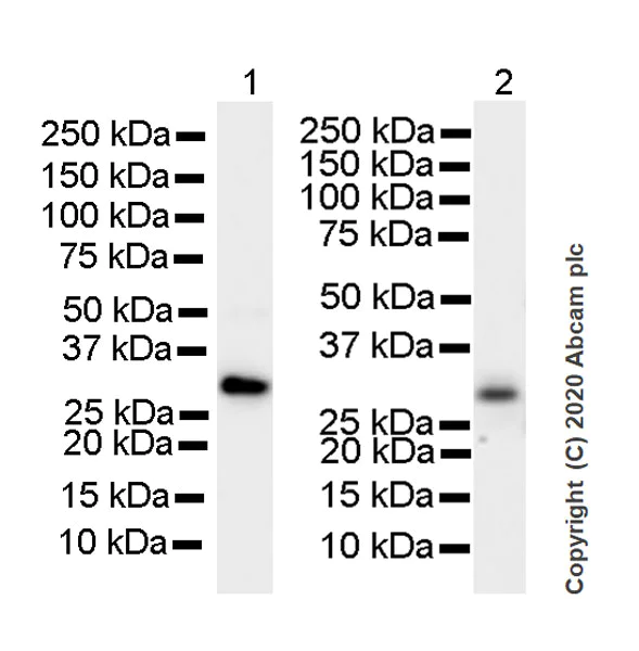 Western blot - Anti-RPA32/RPA2 antibody [4E4] (AB252861)