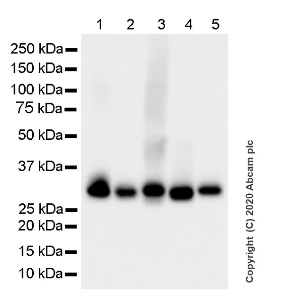Western blot - Anti-RPA32/RPA2 antibody [4E4] (AB252861)