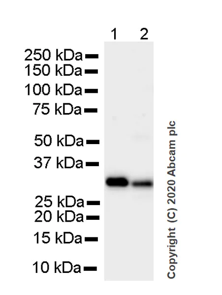 Western blot - Anti-RPA32/RPA2 antibody [4E4] (AB252861)