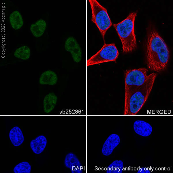 Immunocytochemistry/ Immunofluorescence - Anti-RPA32/RPA2 antibody [4E4] - BSA and Azide free (AB255855)