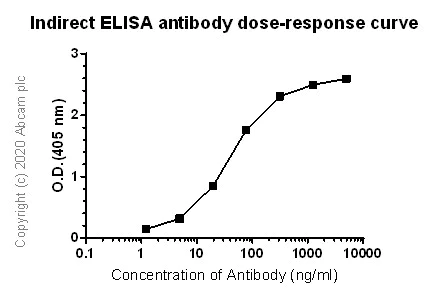 Indirect ELISA - Anti-RPA32/RPA2 antibody [4E4] - BSA and Azide free (AB255855)