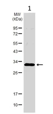 Western blot - Anti-RPA32/RPA2 antibody (AB97594)