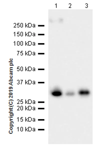 Western blot - Anti-RPA32/RPA2 antibody [EPR22950-81] (AB240637)