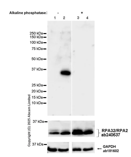 Western blot - Anti-RPA32/RPA2 antibody [EPR22950-81] (AB240637)