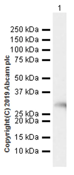 Western blot - Anti-RPA32/RPA2 antibody [EPR22950-81] (AB240637)
