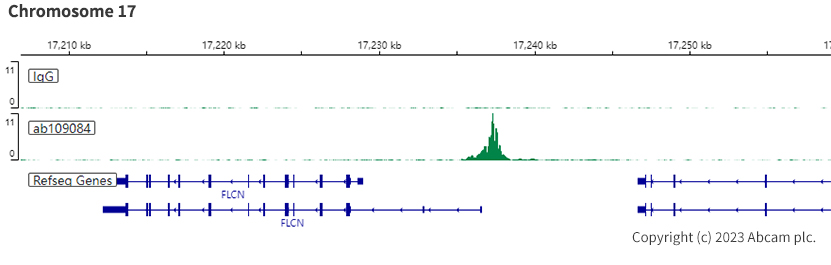 ChIC/CUT&RUN sequencing - Anti-RPA32/RPA2 antibody [EPR2876(2)] (ab109084), expandable thumbnail