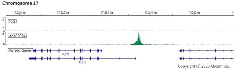 ChIC/CUT&RUN sequencing - Anti-RPA32/RPA2 antibody [EPR2876(2)] (AB109084)