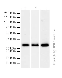 Western blot - Anti-RPA32/RPA2 antibody [EPR2877Y] (AB76420)