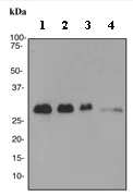 Western blot - Anti-RPA32/RPA2 antibody [EPR2877Y] (AB76420)