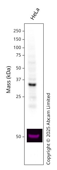 Western blot - Anti-RPA32/RPA2 antibody [EPR2877Y] - Mouse IgG1 (Chimeric) (AB324313), expandable thumbnail