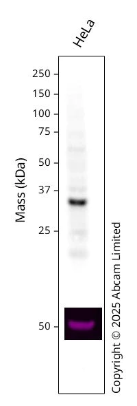 Western blot - Anti-RPA32/RPA2 antibody [EPR2877Y] - Mouse IgG1 (Chimeric) (AB324313)