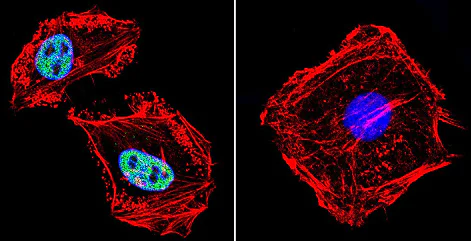 Immunocytochemistry/ Immunofluorescence - Anti-RPA32/RPA2 antibody [MA34] (AB111161)
