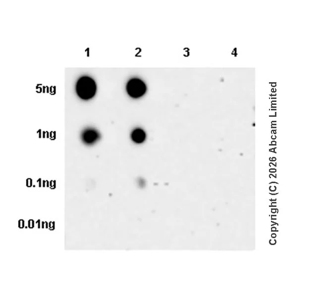 Dot Blot - Anti-RPA32/RPA2 (phospho S33) antibody [EPR29612-551] (AB325750)