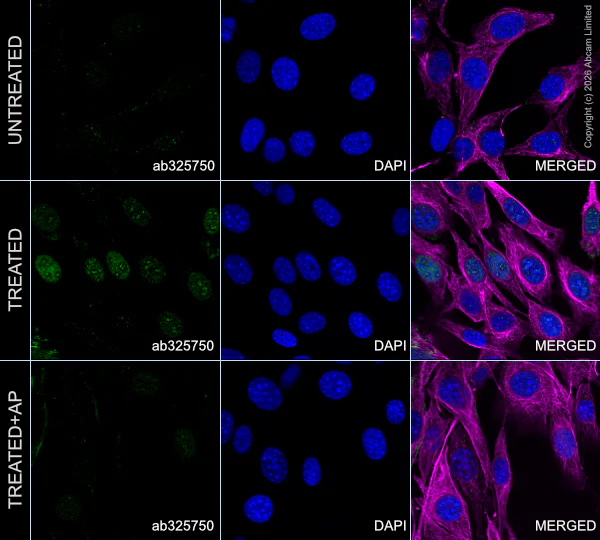 Immunocytochemistry/ Immunofluorescence - Anti-RPA32/RPA2 (phospho S33) antibody [EPR29612-551] (AB325750)
