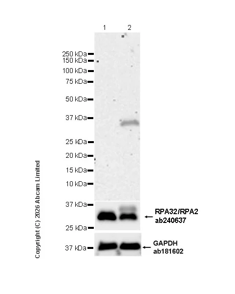 Western blot - Anti-RPA32/RPA2 (phospho S33) antibody [EPR29612-551] (AB325750)