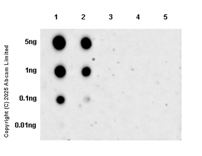 Dot Blot - Anti-RPA32/RPA2 (phospho S4) antibody [EPR29611-59] (AB325317)