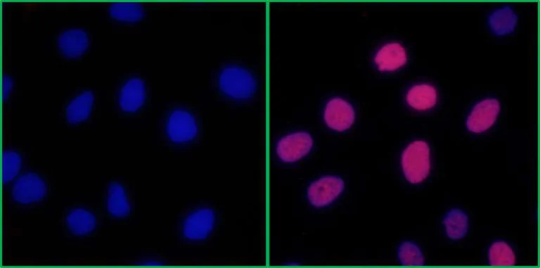 Immunocytochemistry - Anti-RPA32/RPA2 (phospho S4 + S8) antibody [BL-165-5F1] (AB243866)