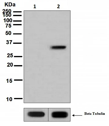 Western blot - Anti-RPA32/RPA2 (phospho T21) antibody [EPR2846(2)] (AB109394)
