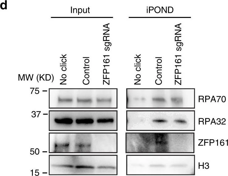 Western blot - Anti-RPA32/RPA2 (phospho T21) antibody [EPR2846(2)] (AB109394)