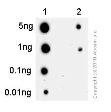 Dot Blot - Anti-RPA32/RPA2 (phospho T21) antibody [EPR2846(2)] - BSA and Azide free (AB240943)