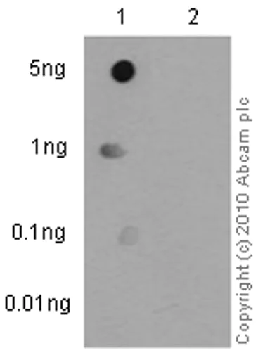 Dot Blot - Anti-RPA32/RPA2 (phospho T21) antibody [EPR2846(2)] - BSA and Azide free (AB240943)