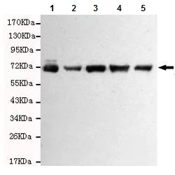 Western blot - Anti-RPA70 antibody [8C3-D12-H10] (AB176467)