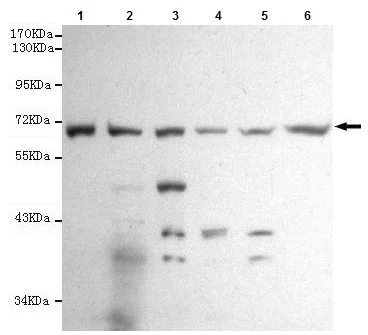 Western blot - Anti-RPA70 antibody [8C3-D12-H10] (AB176467)