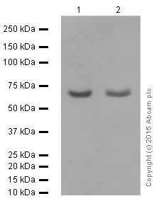 Western blot - Anti-RPA70 antibody [EPR3472] (AB79398)