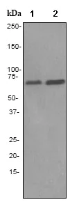 Western blot - Anti-RPA70 antibody [EPR3472] (AB79398)