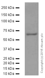 Western blot - Anti-RPA70 antibody [EPR3472] (AB79398)