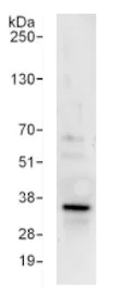 Immunoprecipitation - Anti-RPB3 antibody (AB138436)