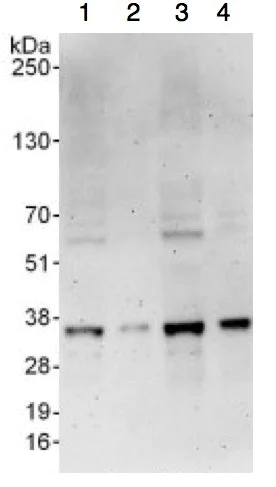 Western blot - Anti-RPB3 antibody (AB138436)