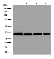 Western blot - Anti-RPB3 antibody [EPR13294(B)] (AB182150)